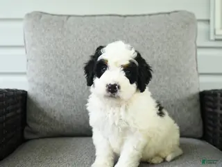 Bernedoodle dogs for sale: Smores - Ad 4