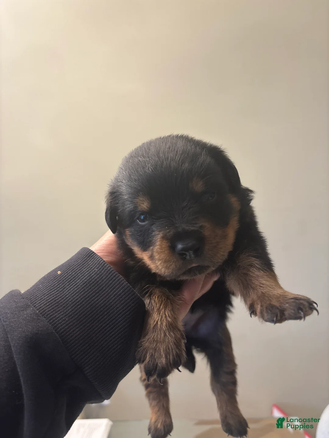 Rottweiler dogs for sale: Red - Ad 1