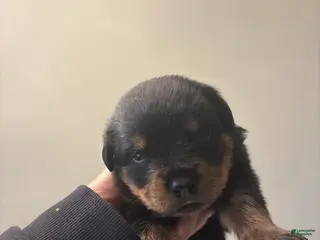 Rottweiler dogs Red - Ad 4