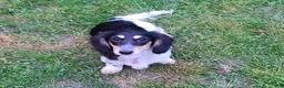 Miniature Dachshund dogs for sale: Miniature Dachshund Puppy 2 - Ad 5