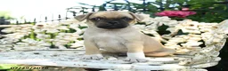 Jug dogs for sale: Danny - Ad 2
