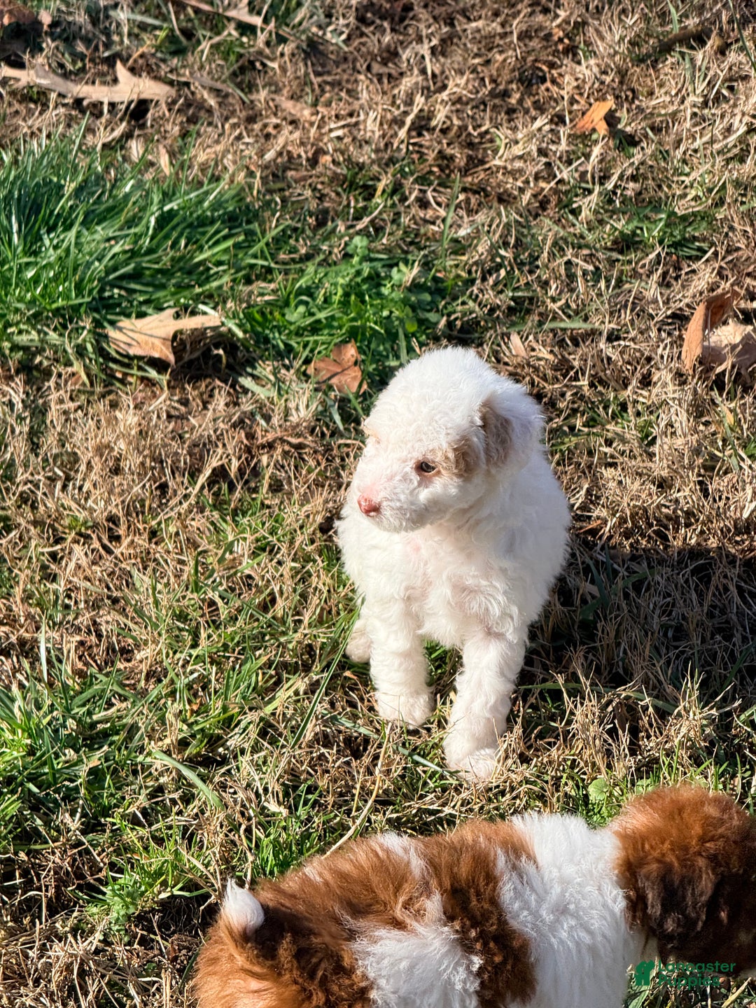 Pomapoo dogs for sale: Bandit - Ad 1