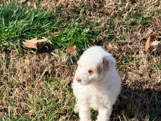 Pomapoo dogs Bandit - Ad 32