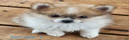 Pomeranian dogs for sale: Abigail  - Ad 13