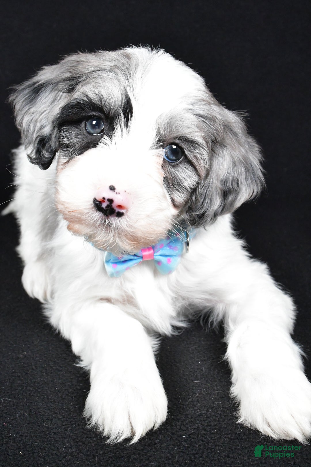Sheepadoodle dogs for sale: Cole - Ad 4