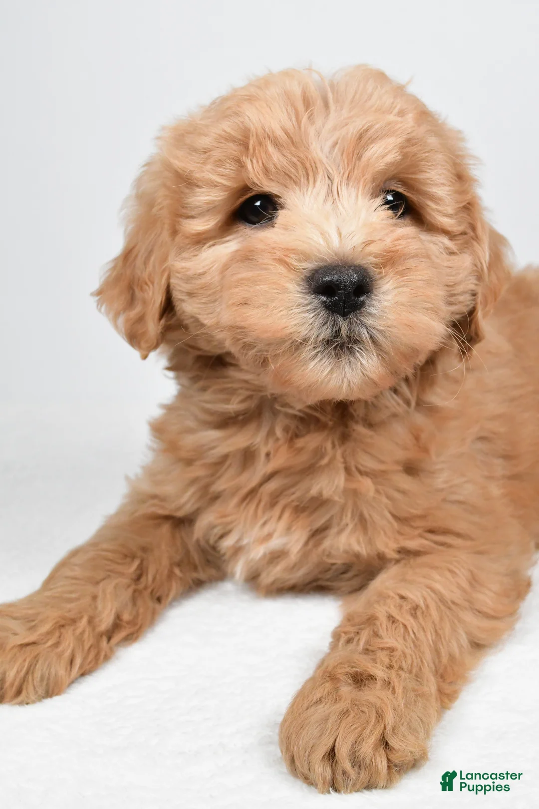 Mini Goldendoodle dogs for sale: Louie - Ad 8