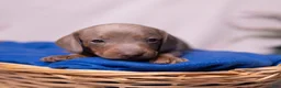 Miniature Dachshund dogs for sale: Rollo - Ad 3