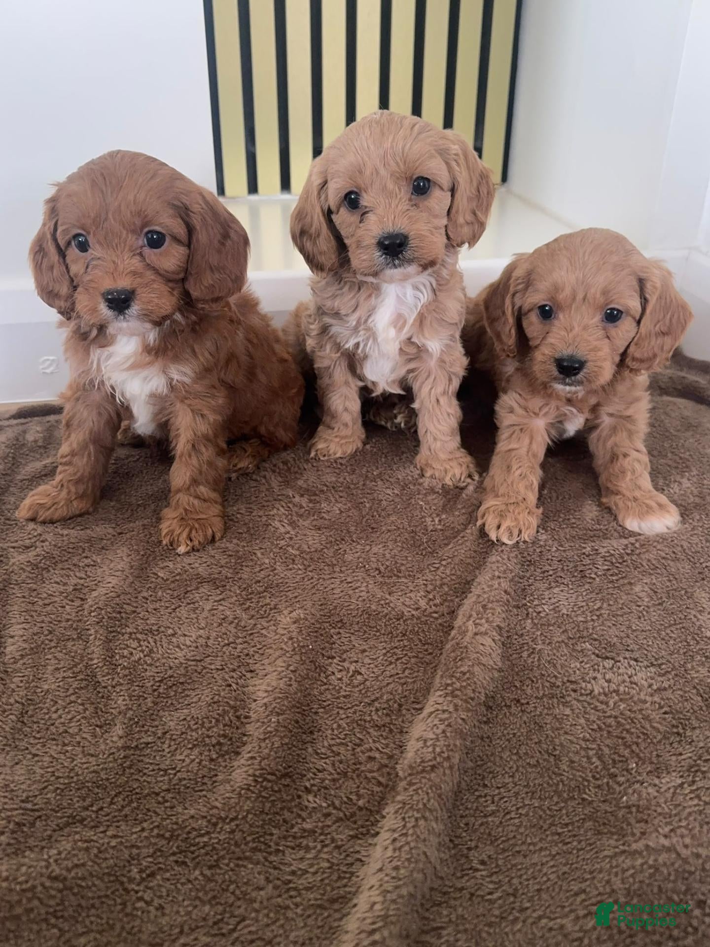 Cavapoo dogs for sale: Cavapoo 1 - Ad 8