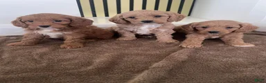 Cavapoo 1