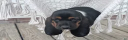 Basset Hound dogs for sale: Ginger - Ad 1