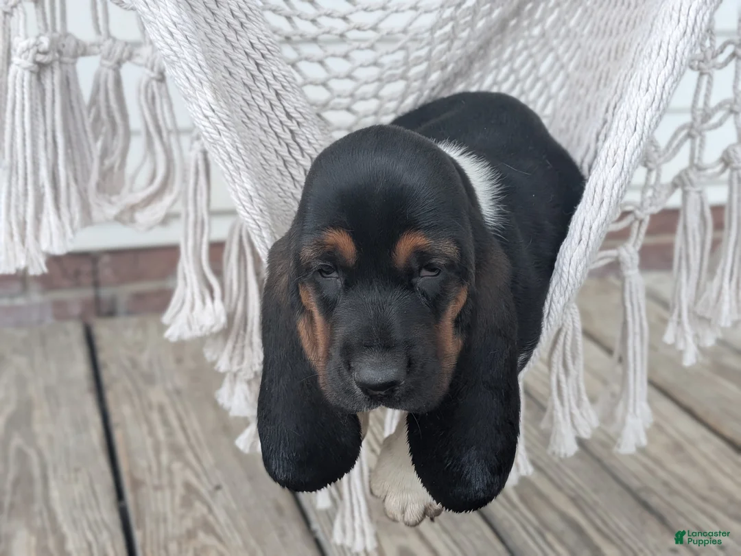 Basset Hound dogs for sale: Ginger - Ad 1