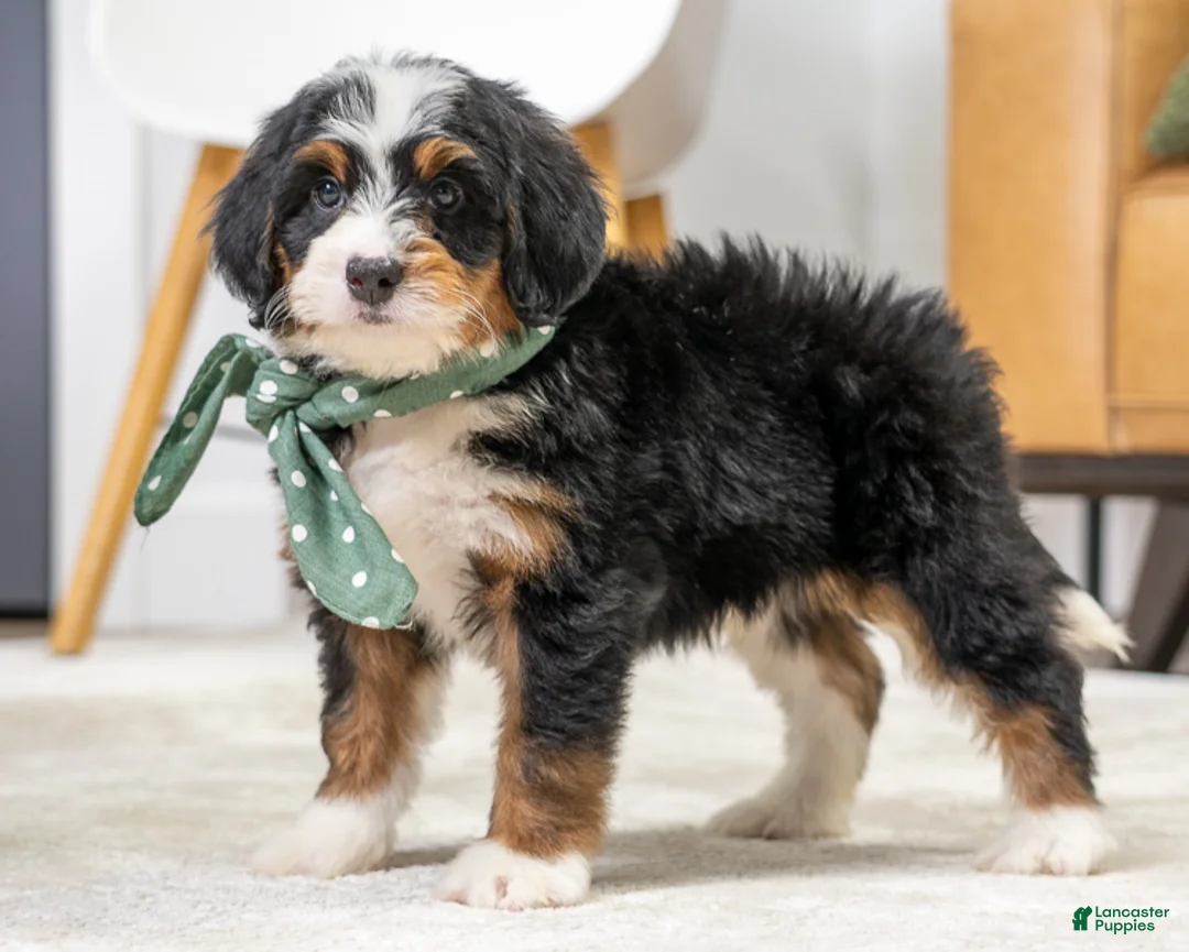 Mini Bernedoodle dogs for sale: Sparky - Ad 1