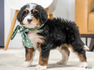 Mini Bernedoodle dogs for sale: Sparky - Ad 2