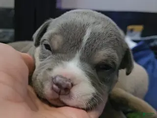 American Bully dogs for sale: American Bully - Ad 1
