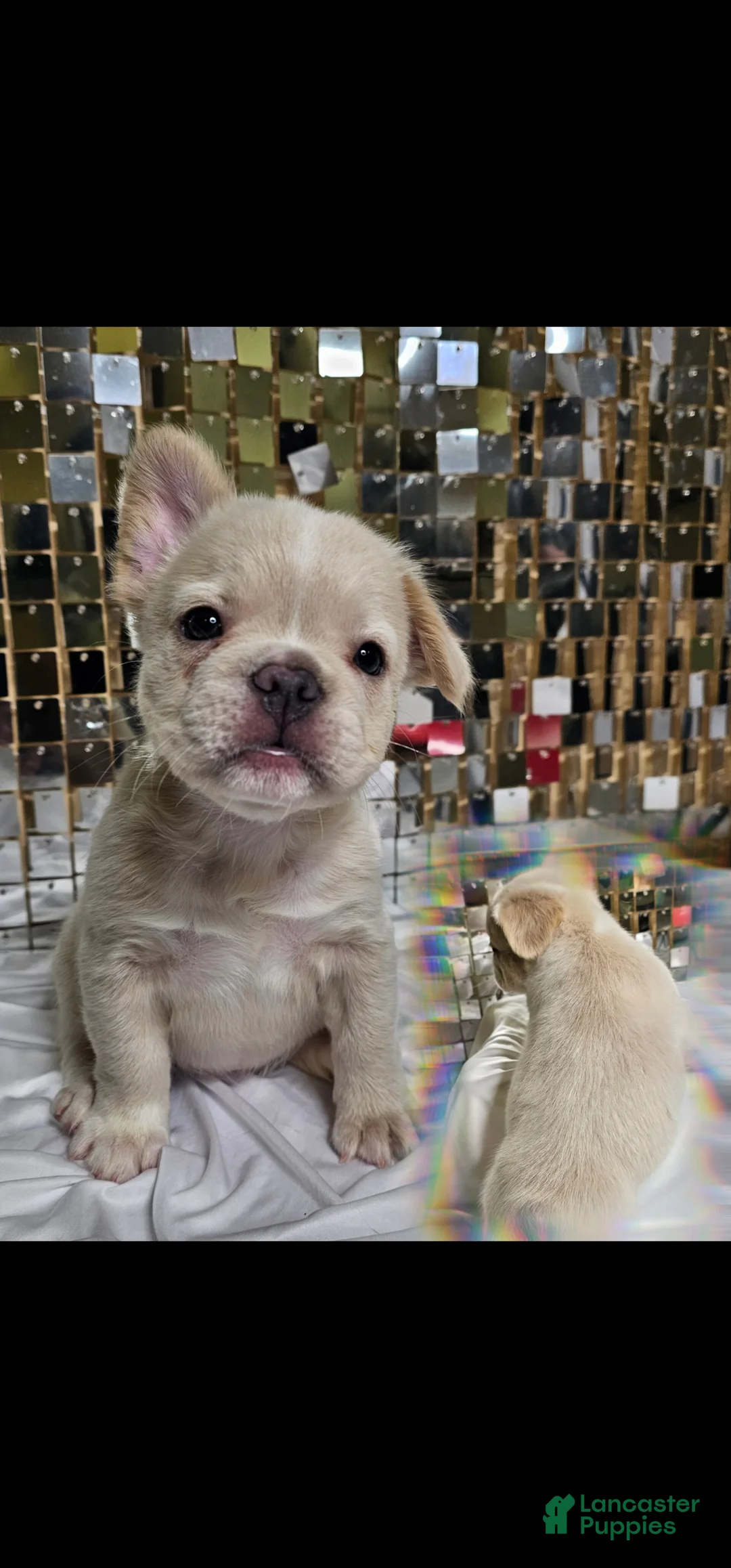 French Bulldog dogs for sale: 🐾 Cielo – Female Fluffy French Bulldog Puppy - Ad 5