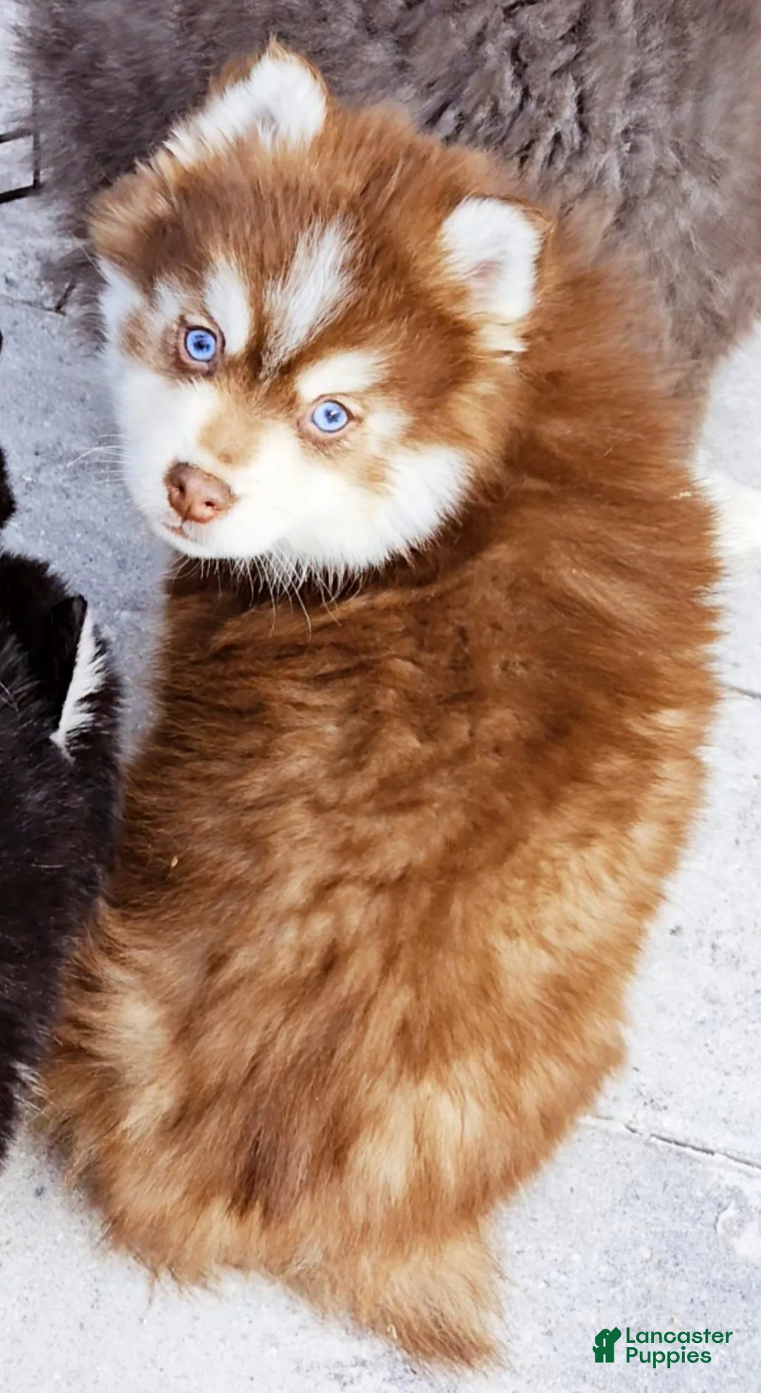 Pomsky dogs for sale: Blaze - Ad 8