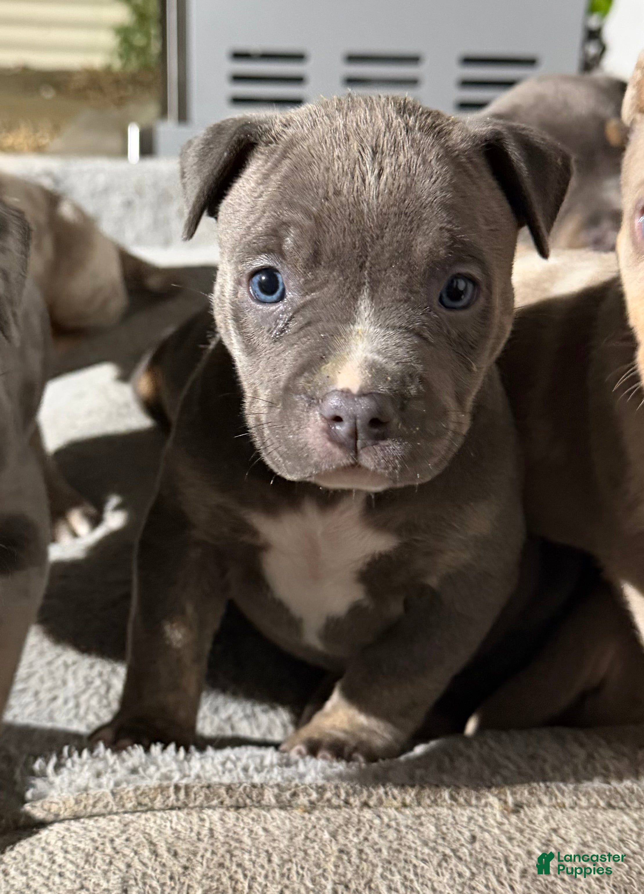 American Bully dogs Lady - Ad 1