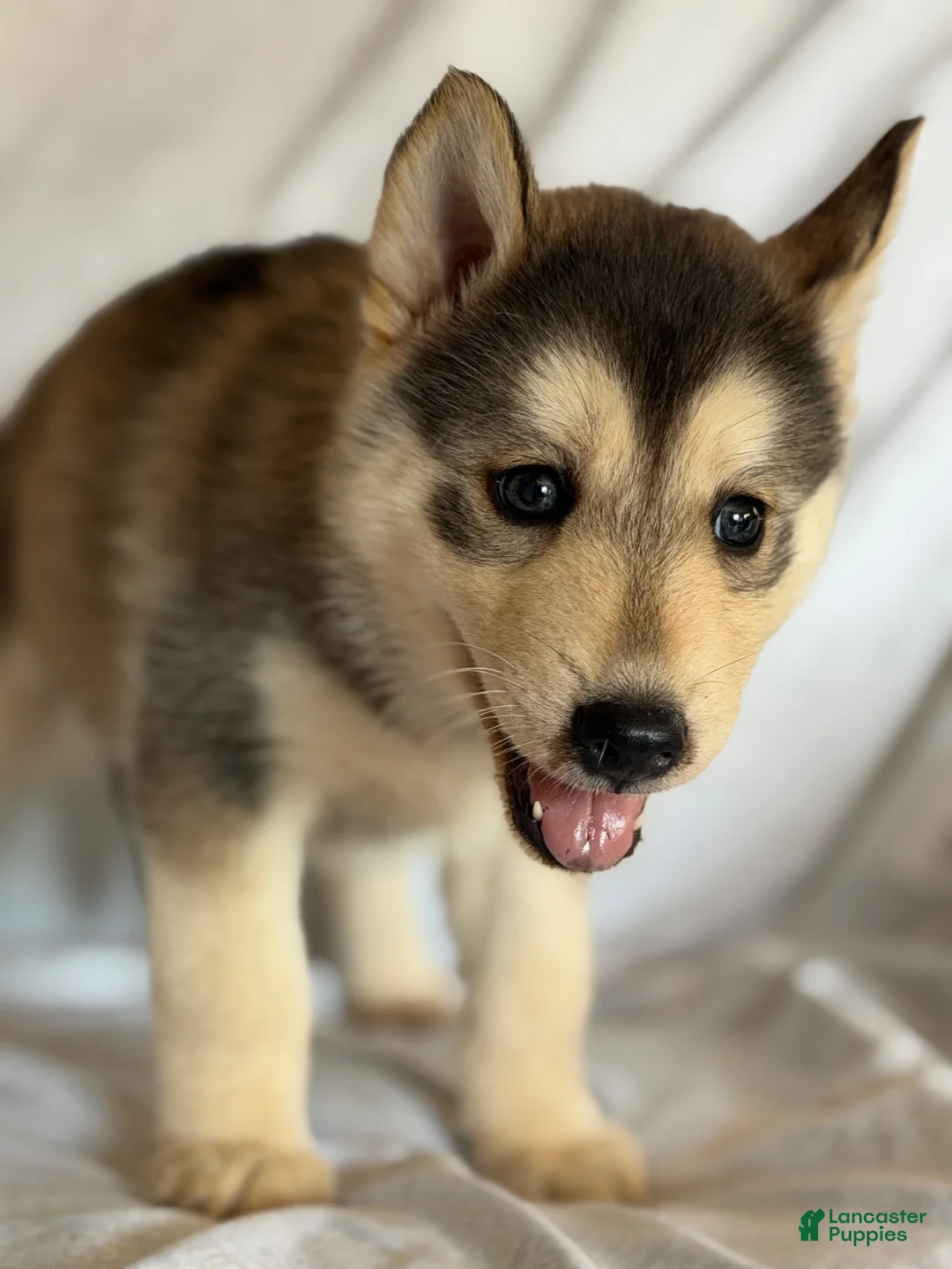 Pomsky dogs for sale: Toby - Ad 1
