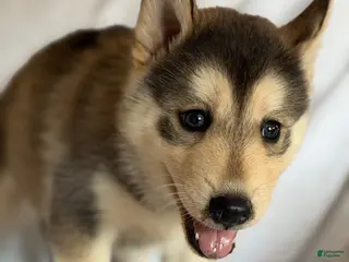 Pomsky dogs Toby - Ad 38
