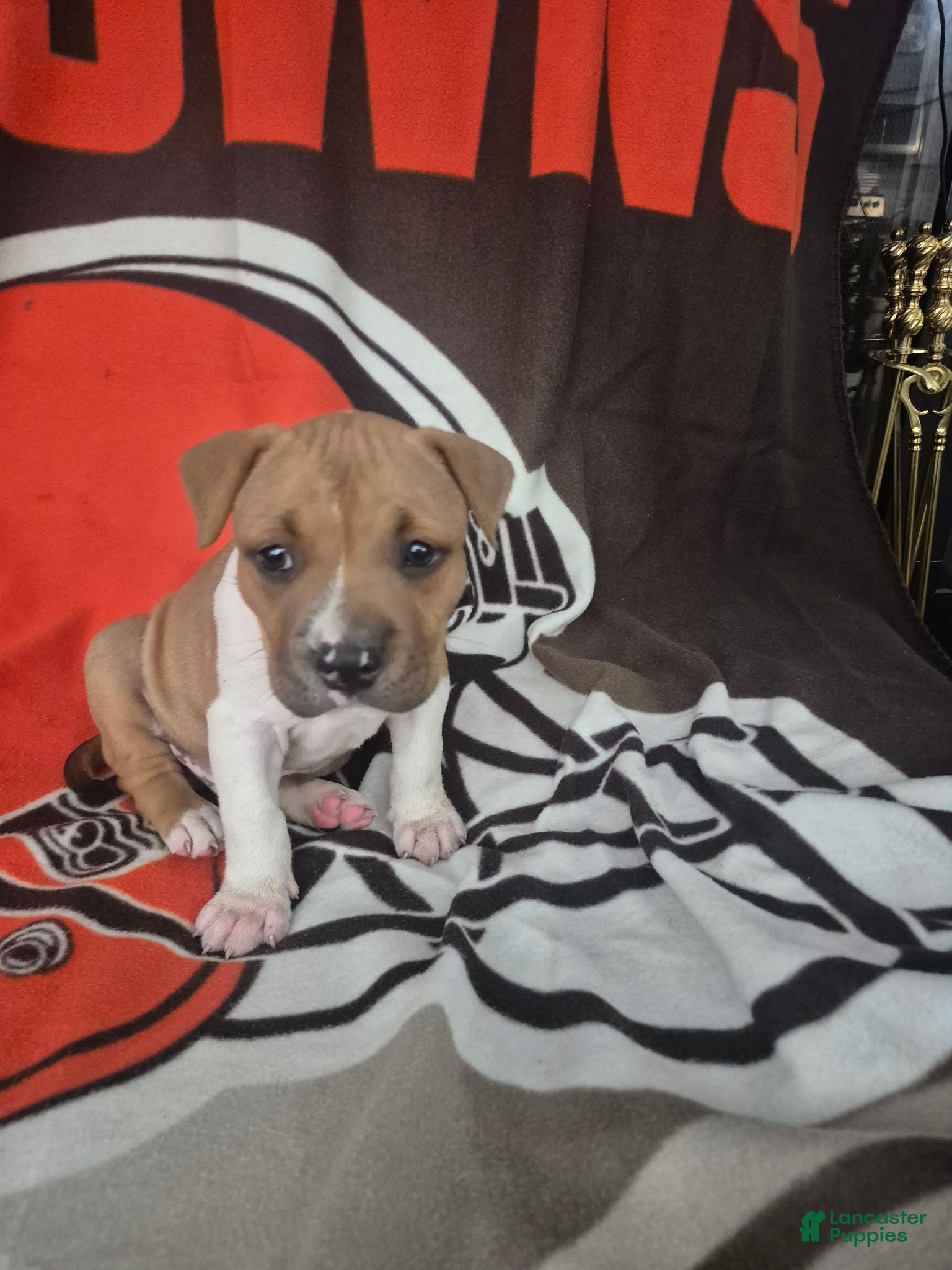 American Pit Bull Terrier dogs American Pit Bull Terrier 8 - Ad 32