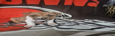 American Pit Bull Terrier 8