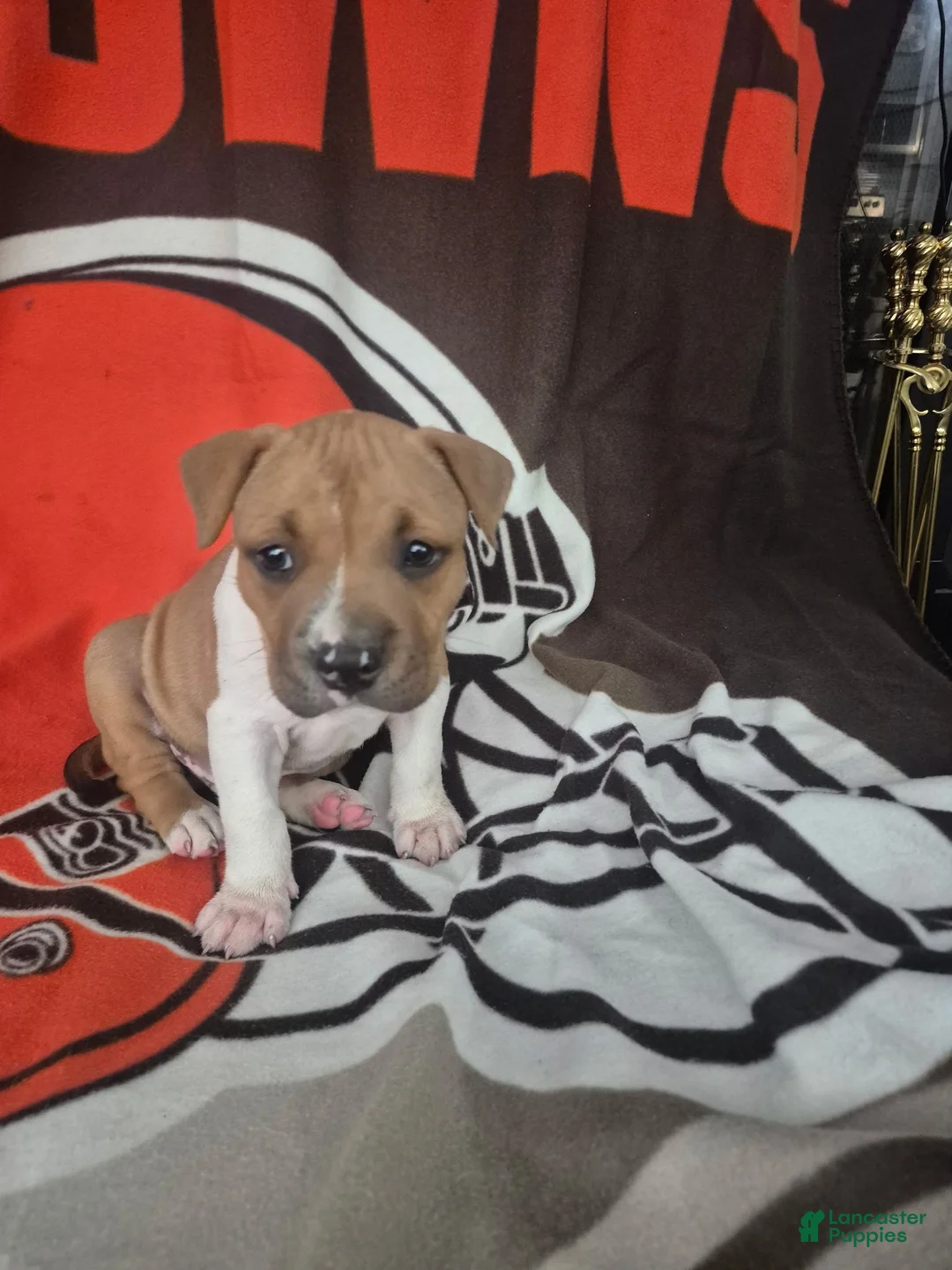 American Pit Bull Terrier dogs for sale: American Pit Bull Terrier 8 - Ad 1