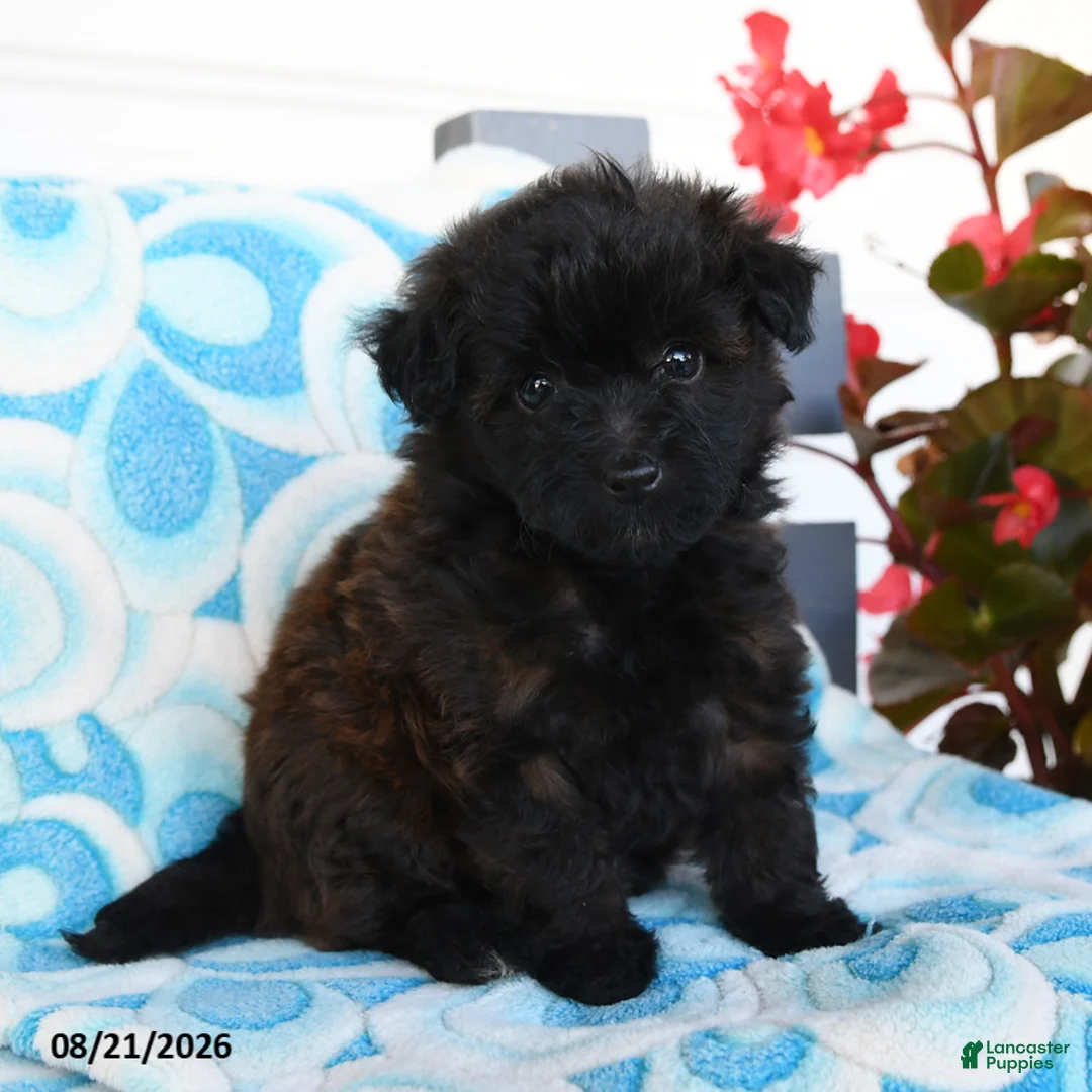 Havapoo dogs for sale: Mocha - Ad 1