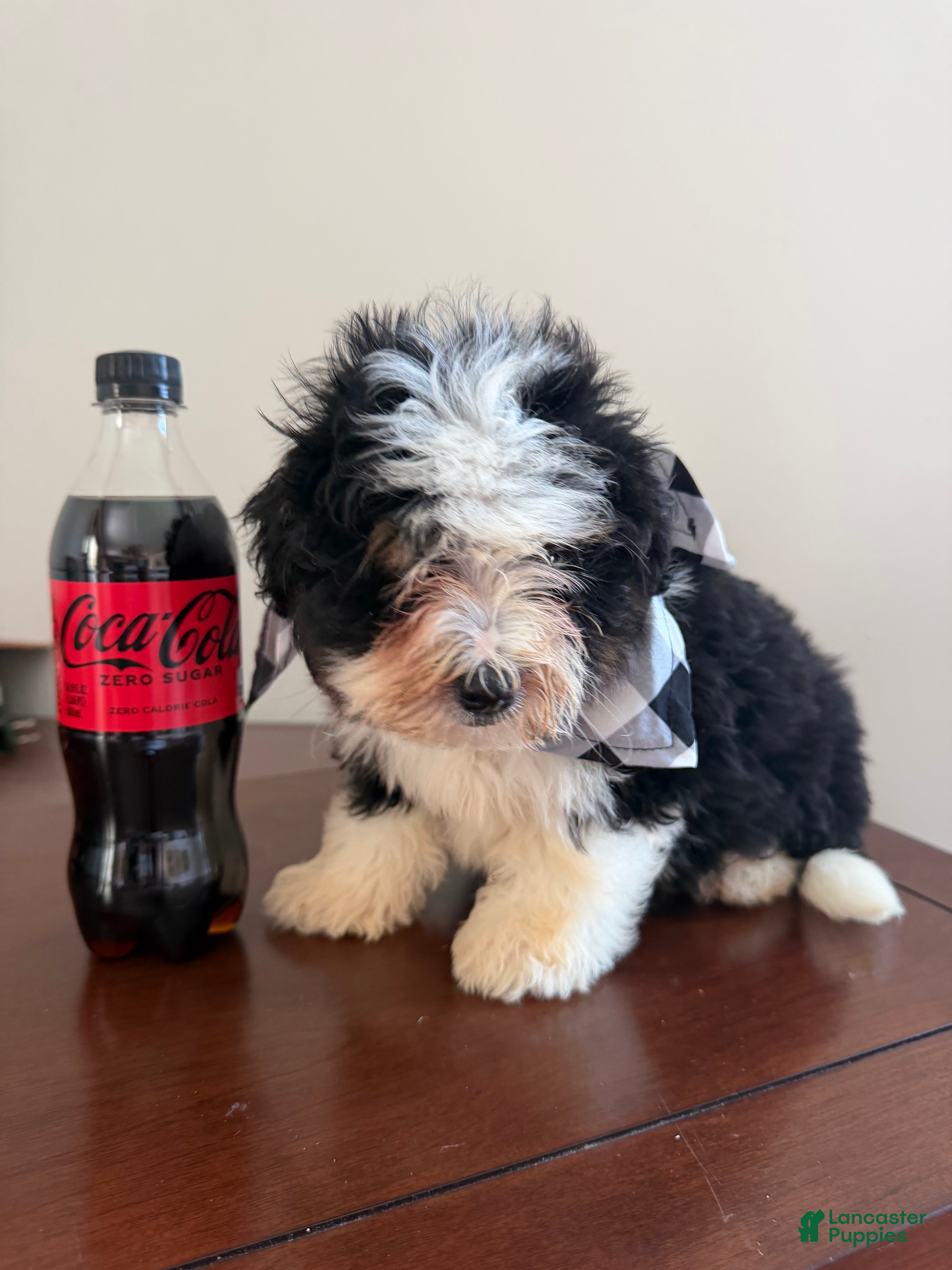 Mini Bernedoodle dogs Mini Bernedoodle male- Topper ( black Tri color) - Ad 1