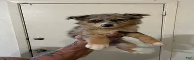 Roo