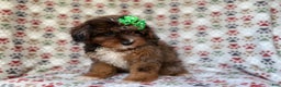 Mini Aussiedoodle dogs for sale: Lainey - Ad 7