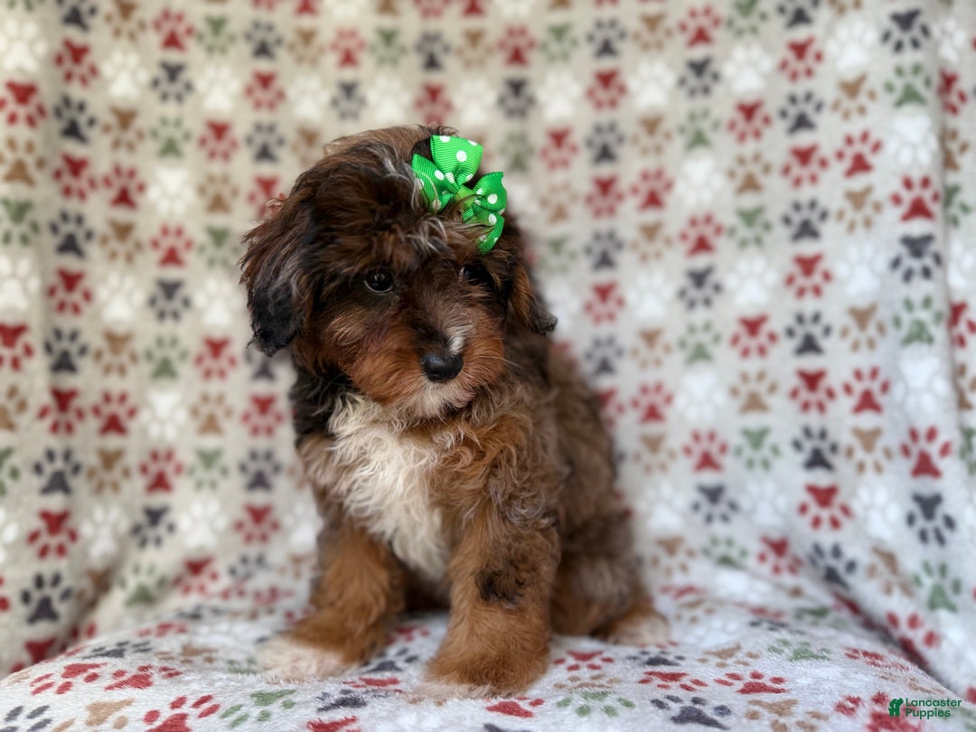 Mini Aussiedoodle dogs for sale: Lainey - Ad 7