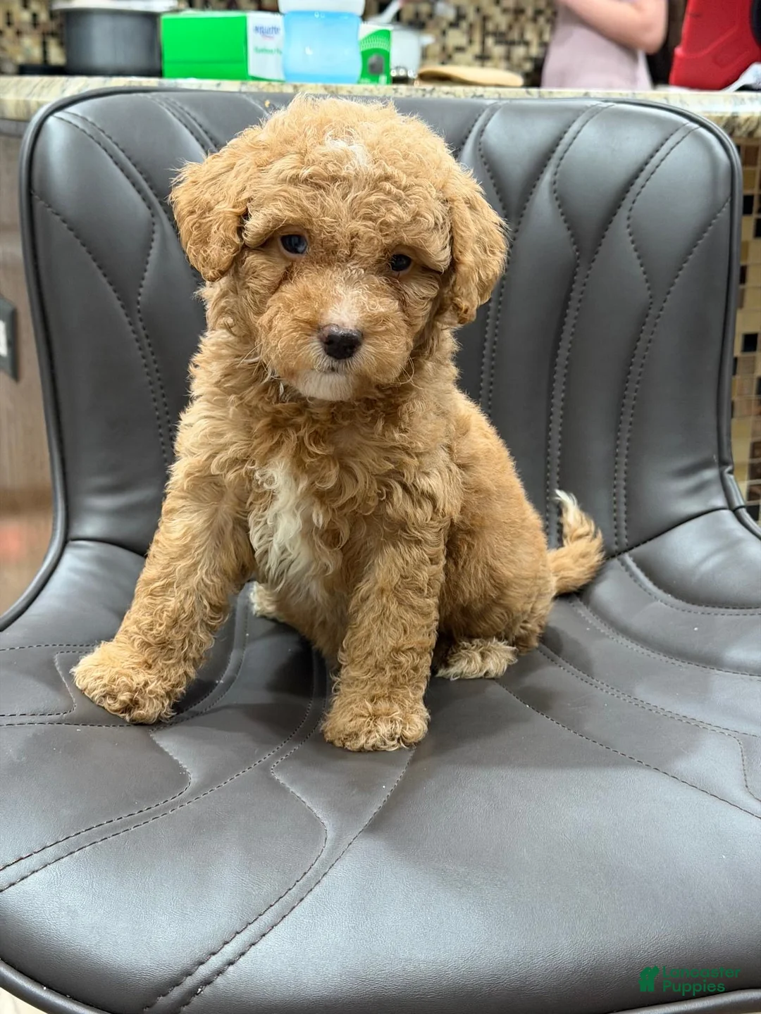 Mini Goldendoodle dogs for sale: Mini Goldendoodle Puppy 2 - Ad 1