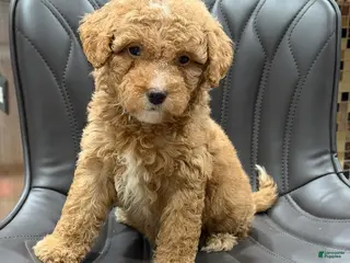 Mini Goldendoodle dogs Mini Goldendoodle Puppy 2 - Ad 15
