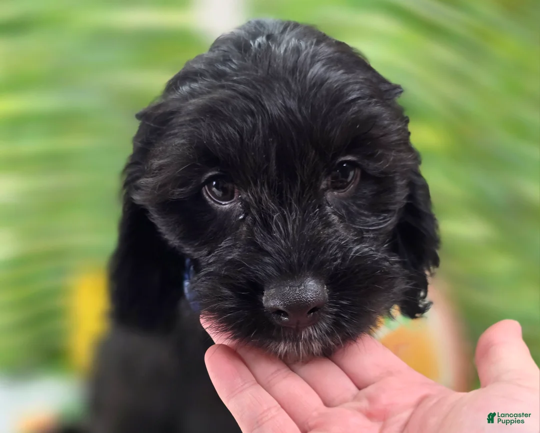 Cavapoo dogs for sale: Trigger - Ad 2
