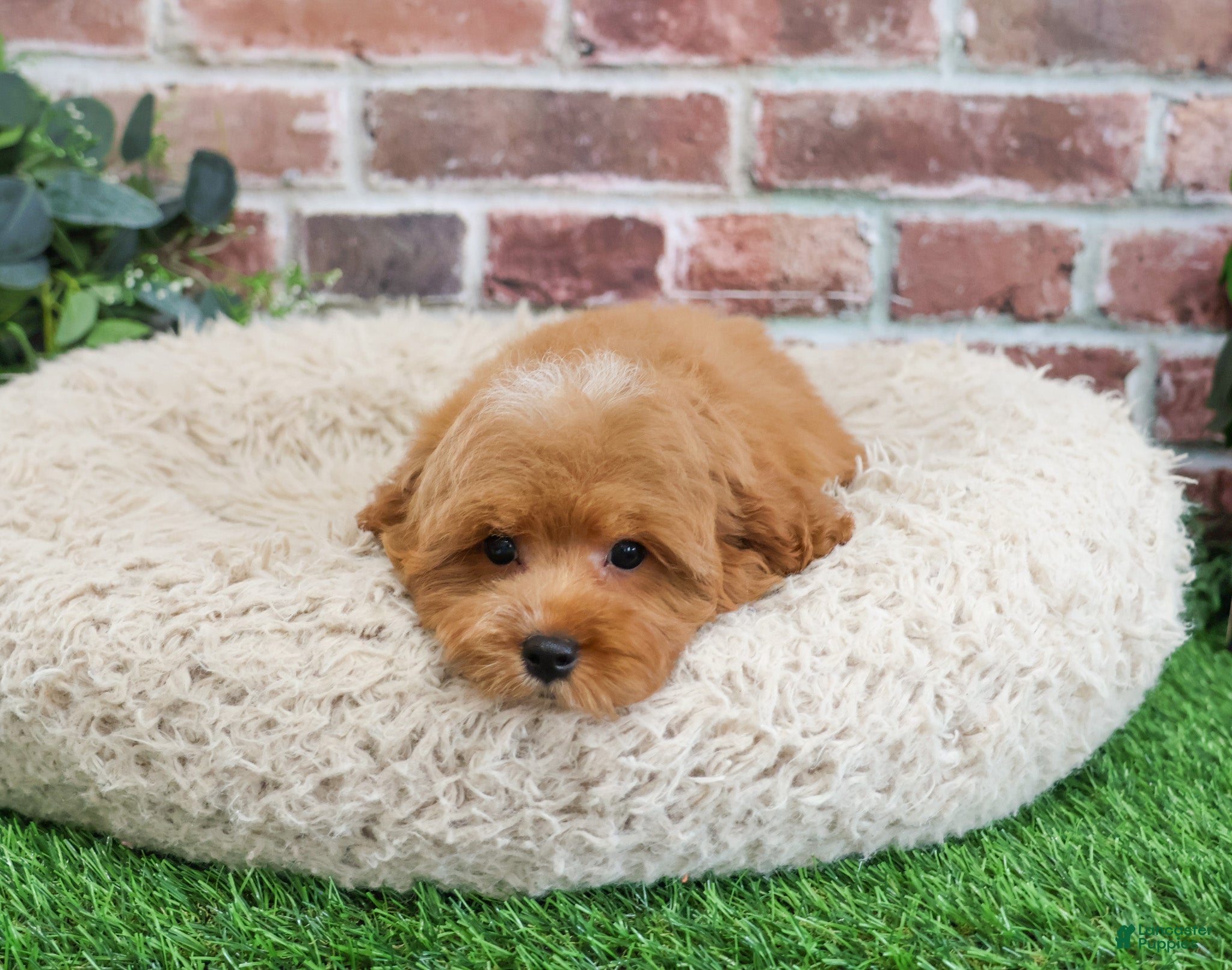 Cavapoo dogs Cade  - Ad 33