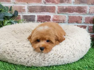 Cavapoo dogs Cade - Ad 9
