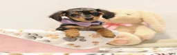 Miniature Dachshund dogs for sale: Foxy - Ad 1