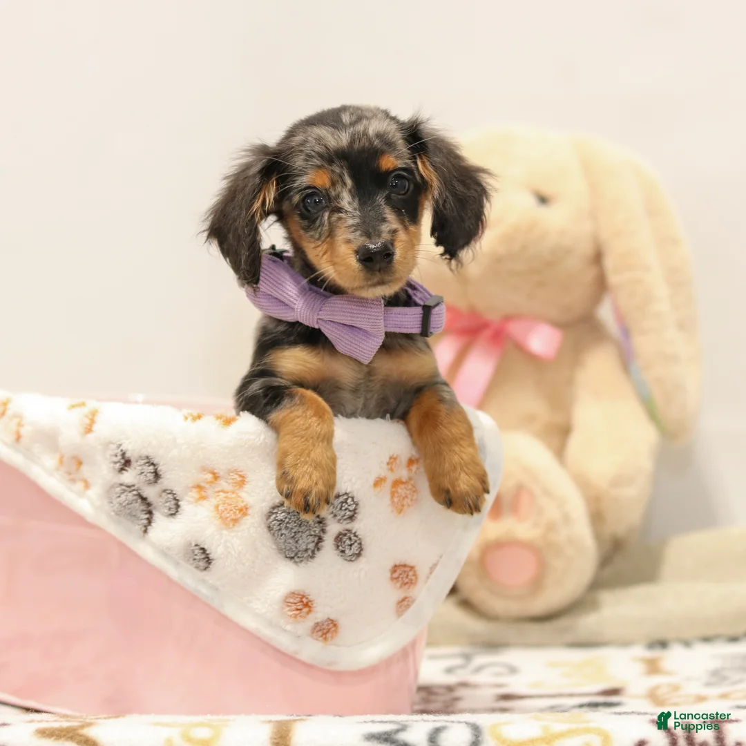 Miniature Dachshund dogs for sale: Foxy - Ad 1