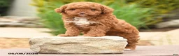 Toy Poodle dogs for sale: Tiny Fluffy - Ad 3
