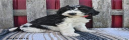 Bernedoodle dogs for sale: Sally - Ad 14