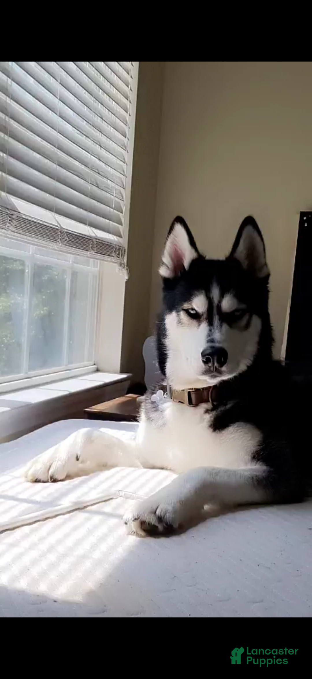 Siberian Husky dogs for sale: Panda - Ad 16