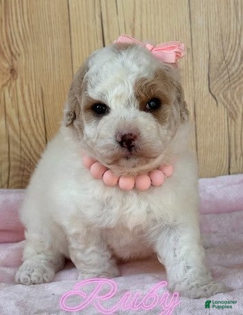 Maltipoo dogs Maltipoo Puppy 1 - Ad 1