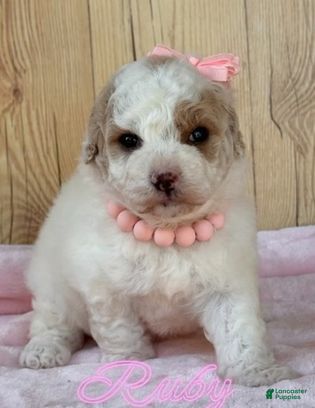 Maltipoo dogs for sale: Maltipoo Puppy 1 - Ad 1