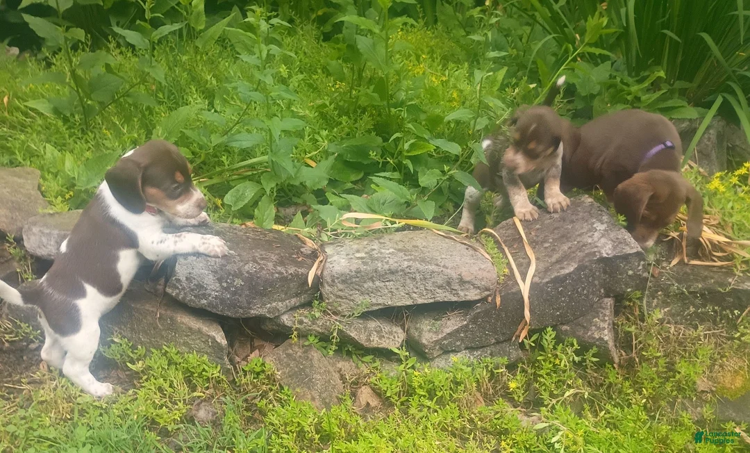 Beagle dogs for sale: JarJar Binx - Ad 9