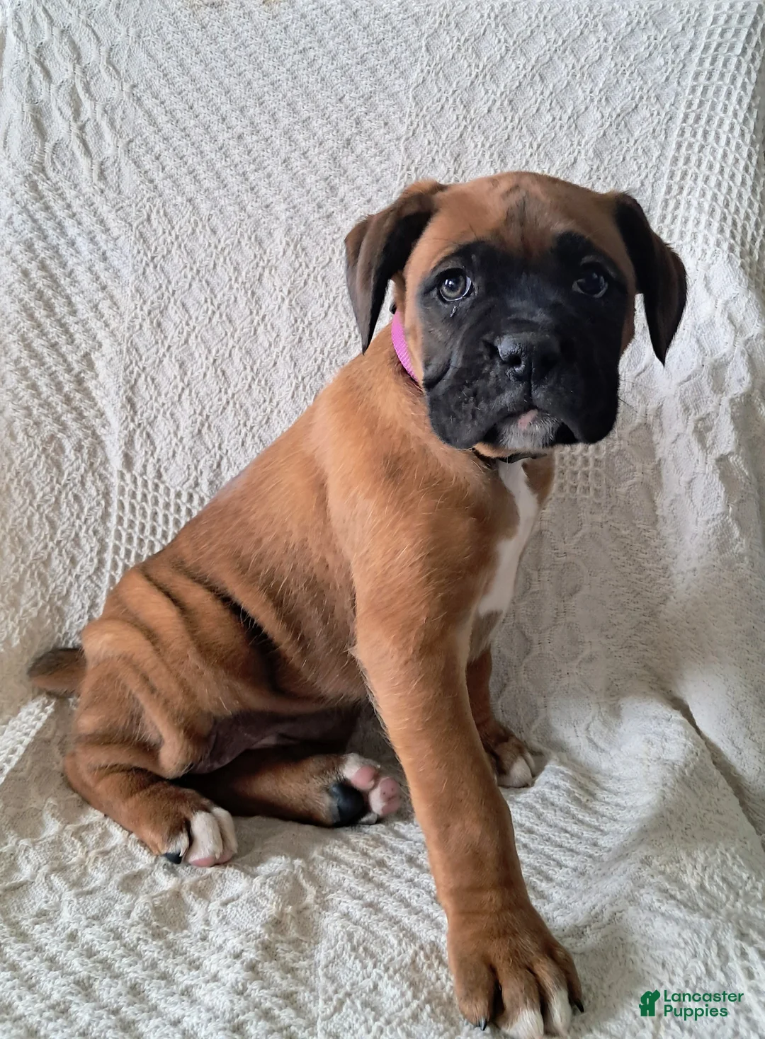 Boxer dogs for sale: Suzy - Ad 2