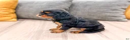 Cavalier King Charles Spaniel dogs for sale: Maddie - Ad 4