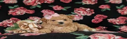 Maltipoo dogs for sale: Reese 8 lbs Full Grown - Ad 10