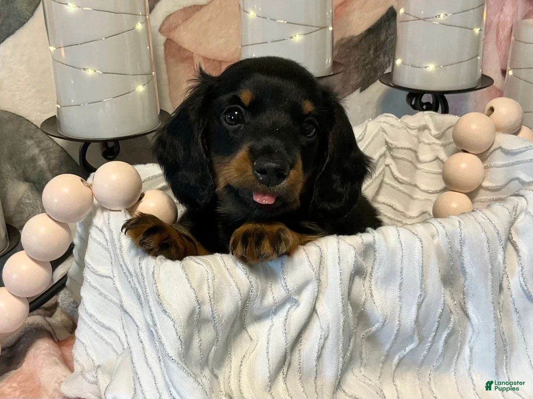 Miniature Dachshund dogs for sale: Jazzy - Tiny - Ad 1