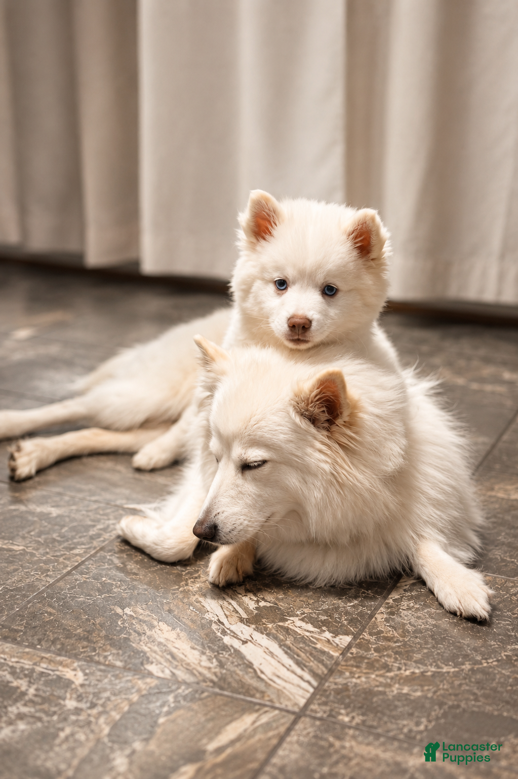 Pomsky dogs Atlas - Mini Male Pomsky → The Snow Prince - Ad 2