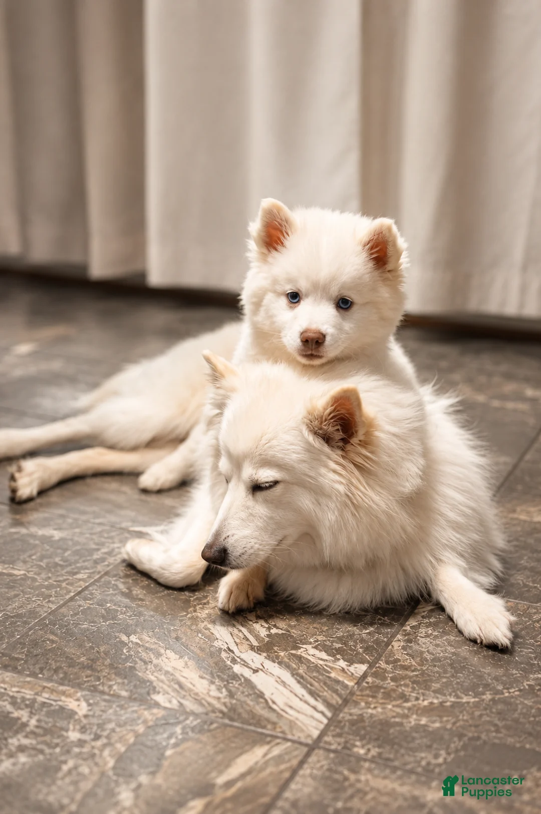 Pomsky dogs for sale: Atlas - Mini Male Pomsky → The Snow Prince - Ad 2